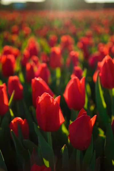 Frühling Hintergrund Mit Roten Tulpen Blumen Wunderschönes Blühendes Tulpenfeld Frühlingszeit — Stockfoto