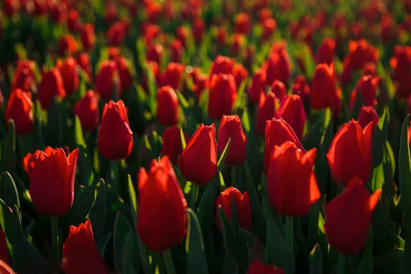 Fondo Primavera Con Flores Tulipanes Rojos Hermoso Campo Tulipanes Flor —  Fotos de Stock