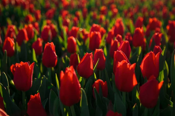 Fondo Primavera Con Flores Tulipanes Rojos Hermoso Campo Tulipanes Flor —  Fotos de Stock