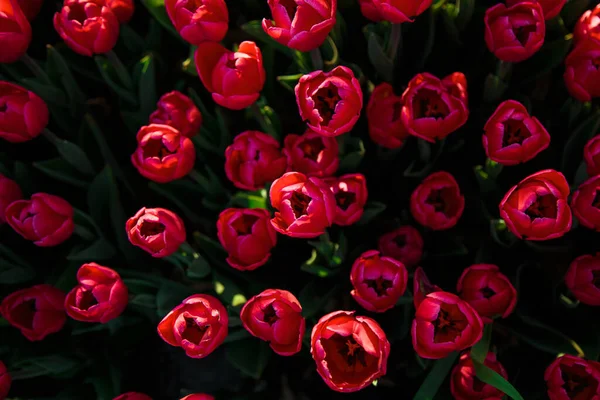 Våren Bakgrund Med Röda Tulpaner Blommor Vackra Blommor Tulpaner Fält Royaltyfria Stockfoton