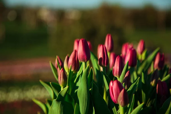 Fondo Primaverile Con Fiori Tulipani Viola Bellissimo Campo Tulipani Fiore — Foto Stock
