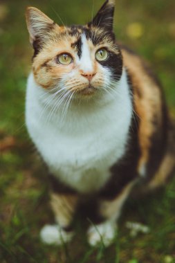 Güzel üç renkli kedi yeşil çimlere oturur.
