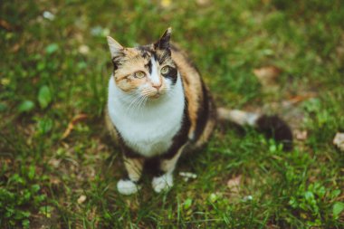 Güzel üç renkli kedi yeşil çimlere oturur.