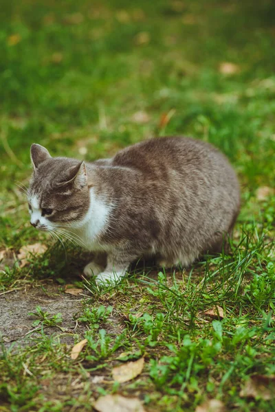 Yeşil Çimenlerde Oturan Gri Kedi — Stok fotoğraf