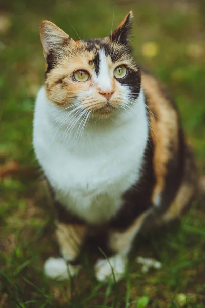 Hermoso Gato Tricolor Sienta Hierba Verde —  Fotos de Stock