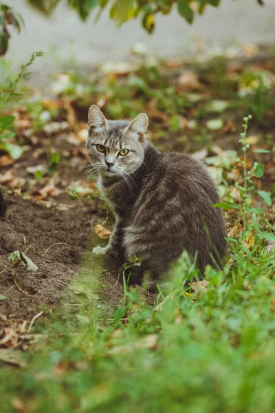 Gray Cat Sitting Green Grass — Stock Photo, Image