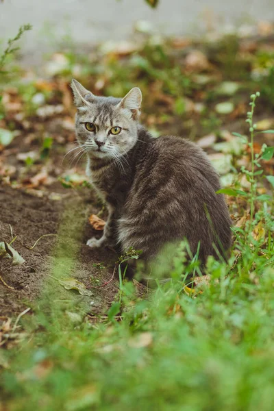 灰色的猫坐在绿草上 — 图库照片