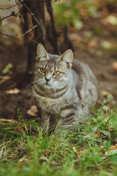 Gatto Grigio Seduto Erba Verde — Foto Stock