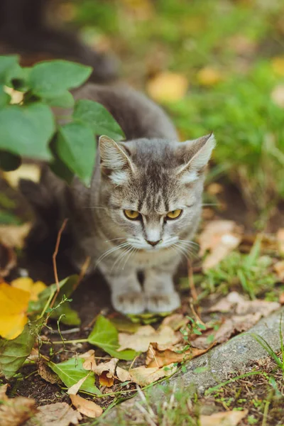 Gato Gris Sentado Hierba Verde —  Fotos de Stock