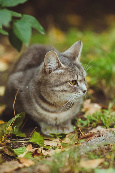 Chat Gris Assis Dans Herbe Verte — Photo