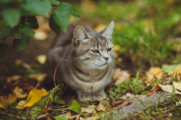 Šedá Kočka Sedící Zelené Trávě — Stock fotografie