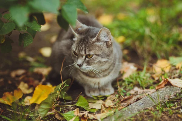 Yeşil Çimenlerde Oturan Gri Kedi — Stok fotoğraf