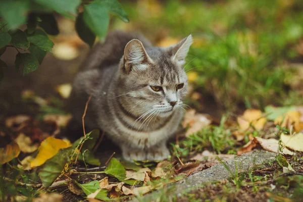 Γκρι Γάτα Κάθεται Στο Πράσινο Γρασίδι — Φωτογραφία Αρχείου