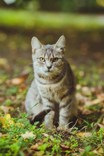 Yeşil çimenlerde oturan gri kedi