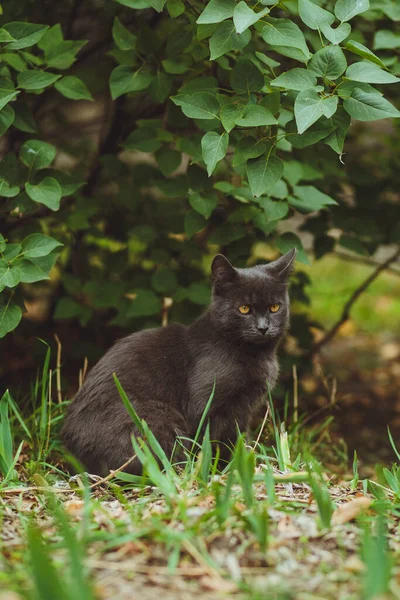 Γκρι Γάτα Κάθεται Στο Πράσινο Γρασίδι — Φωτογραφία Αρχείου