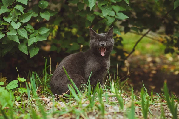 Gato Gris Sentado Hierba Verde —  Fotos de Stock