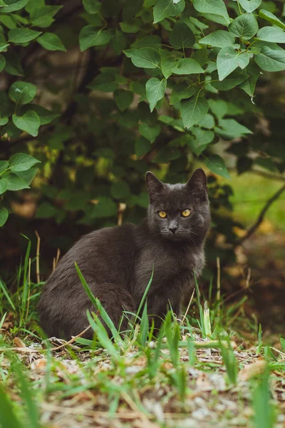 Chat Gris Assis Dans Herbe Verte — Photo