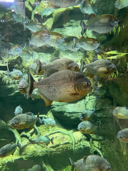 Piranhas Einem Fischbecken — Stockfoto