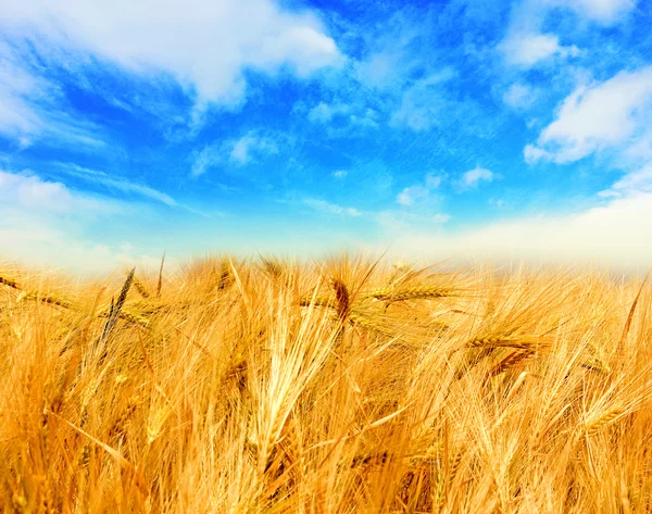 Tarwe veld, blauwe hemel — Stockfoto