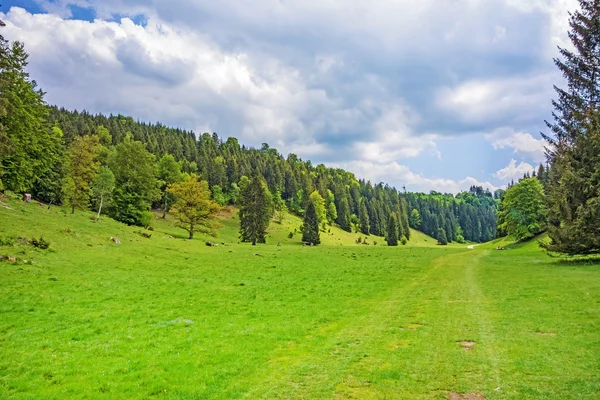 Vallée orientale, prairie et forêt — Photo