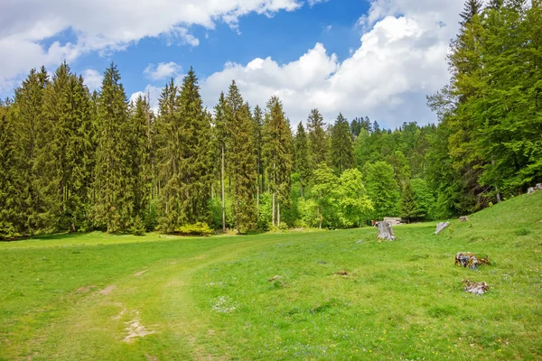 Tal, Wiese und Wald — Stockfoto