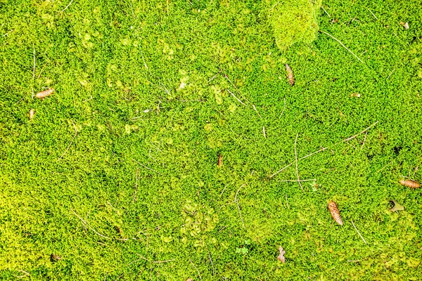 Zielony leśnego runa — Zdjęcie stockowe