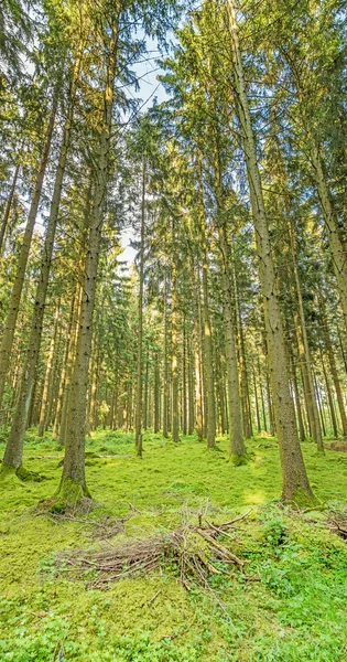 Arbres forestiers dans la nature verte — Photo