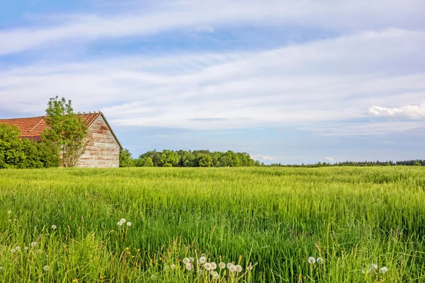 Сельский пейзаж с кукурузным полем, лугом и сараем — стоковое фото