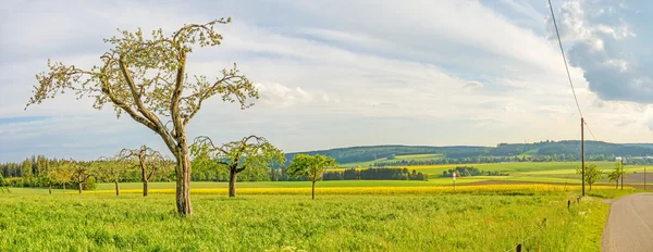 Green meadow with fruit trees panorama - rural landscape — Stock Photo, Image