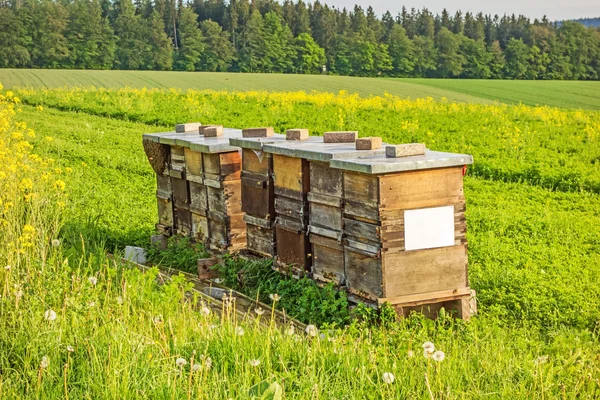 Apiary, rapeseed, bees — Stock Photo, Image
