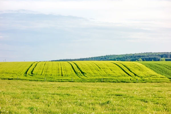 Gruntów rolnych - pole pszenicy — Zdjęcie stockowe