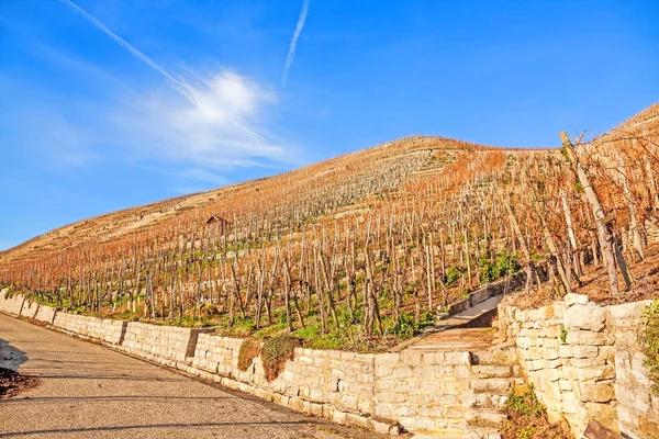 Blick auf den Weinberg, blauer Himmel — Stockfoto