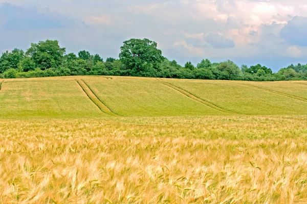 Wheat field - rural — Stock Photo, Image