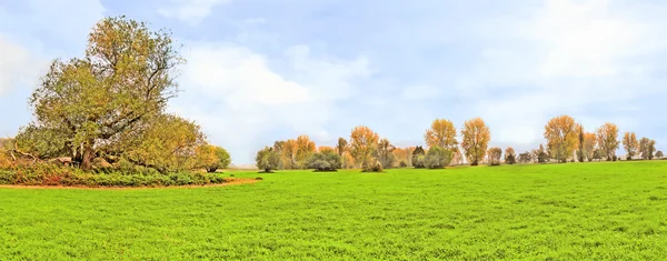 Ідилічний луг блакитне небо — стокове фото