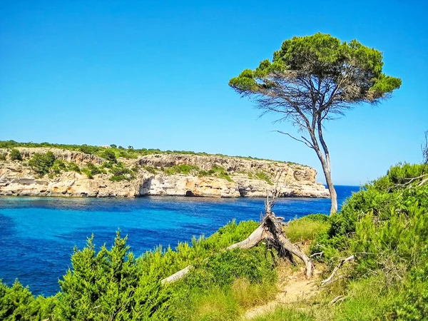 Singolo Pino Pittoresca Costa Scogliera Con Acqua Turchese Oceano Montagna — Foto Stock