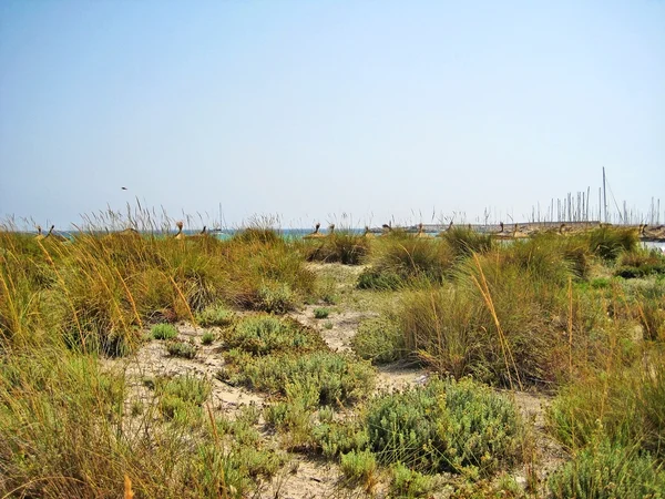 Landscape with grass in the dunes, behind the beach, near Es trenc, south Majorca