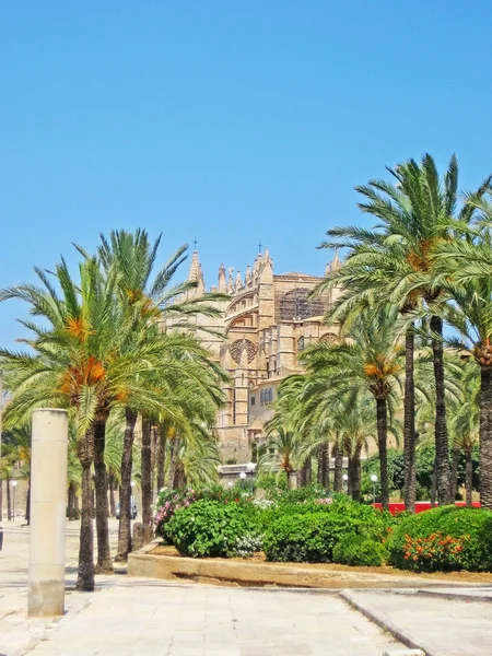 Cathedral Seu Palms Front Palma Mallorca Spain — Stock Photo, Image