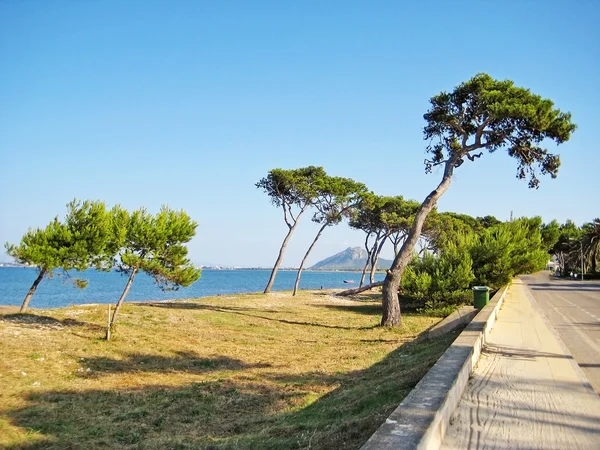 Costa con árboles y playa de hierba entre Alcudia y Pollenca, Mallorca — Foto de Stock