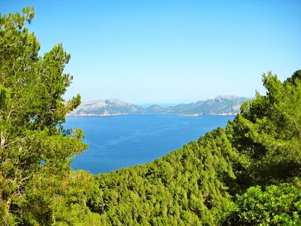Bay Pollenca Peninsula Formentor View Peninsula Victoria Pine Trees Coastal — Stock Photo, Image
