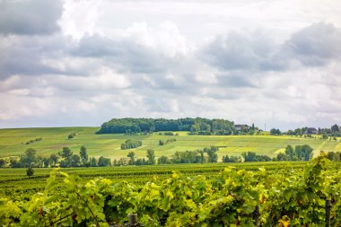 Grapevine in the vineyards
