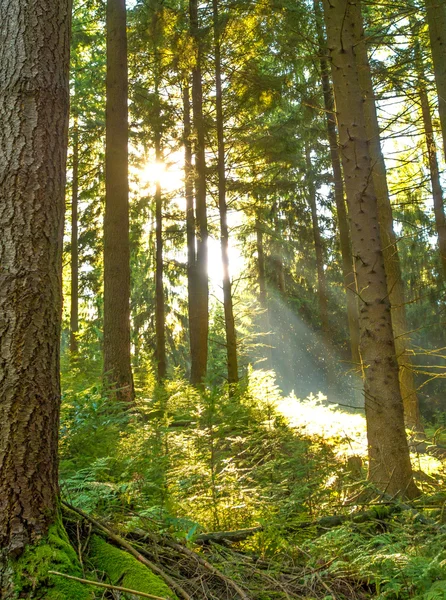 Forêt, rayons du soleil — Photo