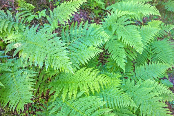 Ferns leaves green — Stock Photo, Image