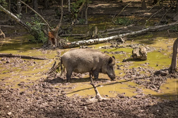 Feral pig, wild hog boar — Stock Photo, Image