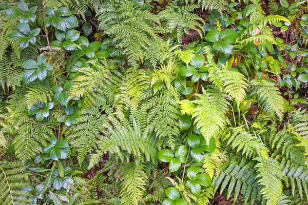 고 사리 잎 녹색 — 스톡 사진