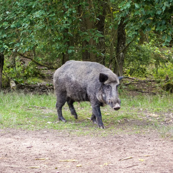 Feral pig, wild hog boar — Stockfoto