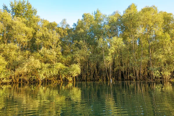 Alberi in acqua — Foto Stock