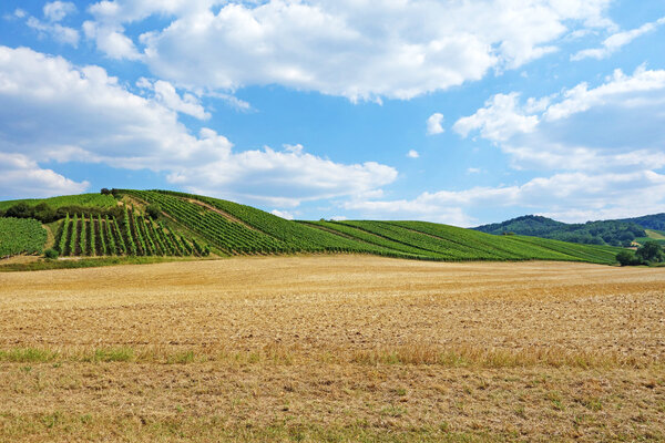 Виноградный холм
