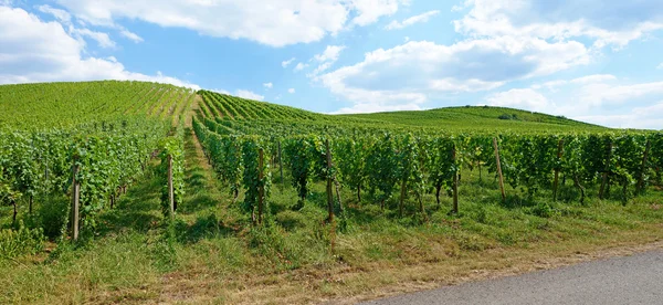 Panorama della vigna — Foto Stock