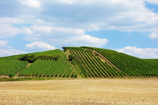 Виноградный холм
