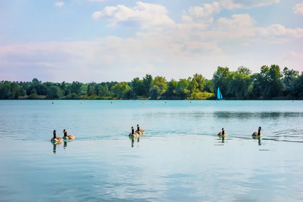 Ganso cinzento no lago — Fotografia de Stock